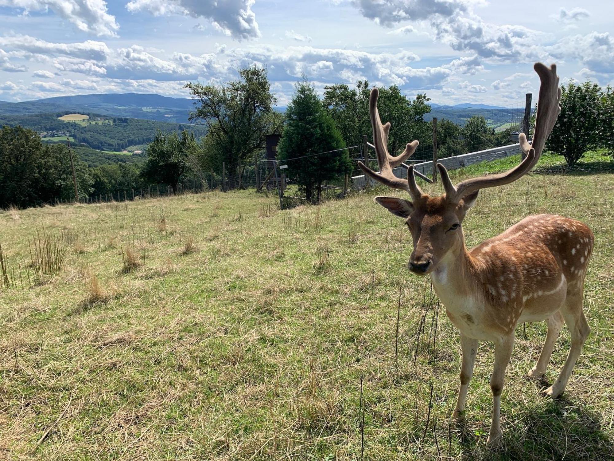 Landgasthof Zur Linde Laaben Zewnętrze zdjęcie